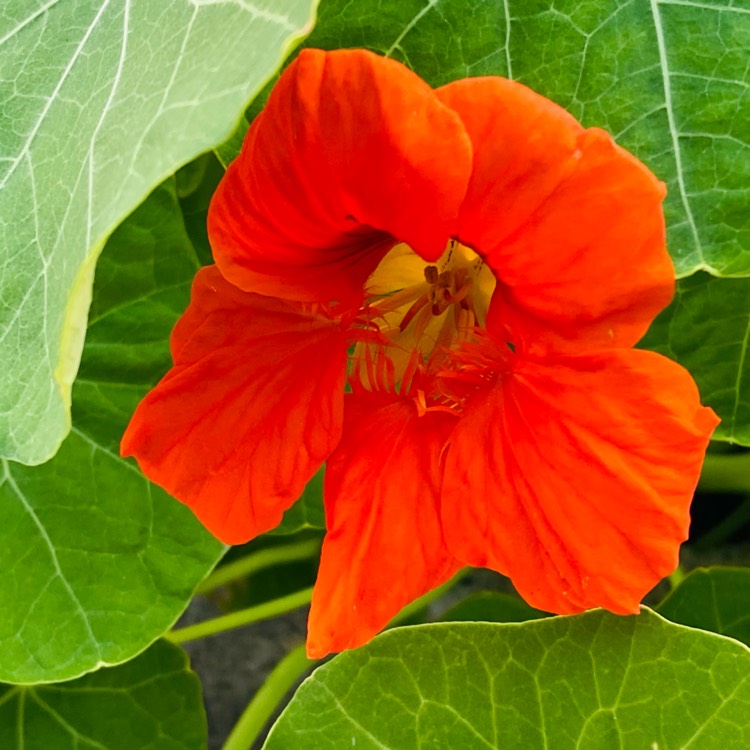plant image 1665151 plant image 1665151