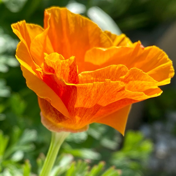 plant image 1668364 plant image 1668364