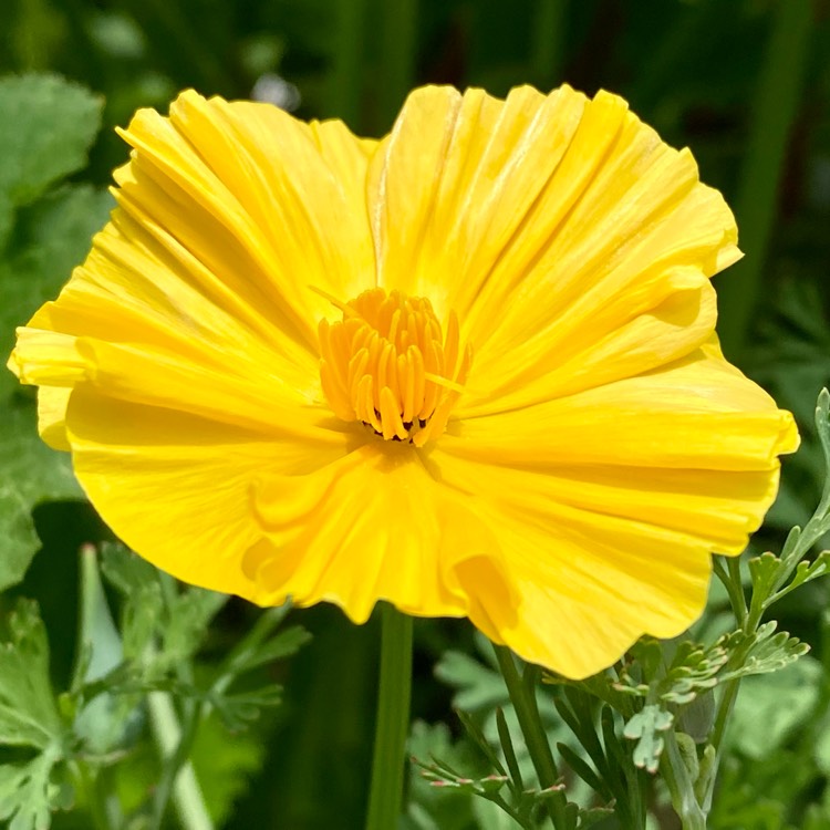 plant image 1668384 plant image 1668384