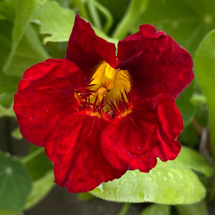 plant image 1668459 plant image 1668459