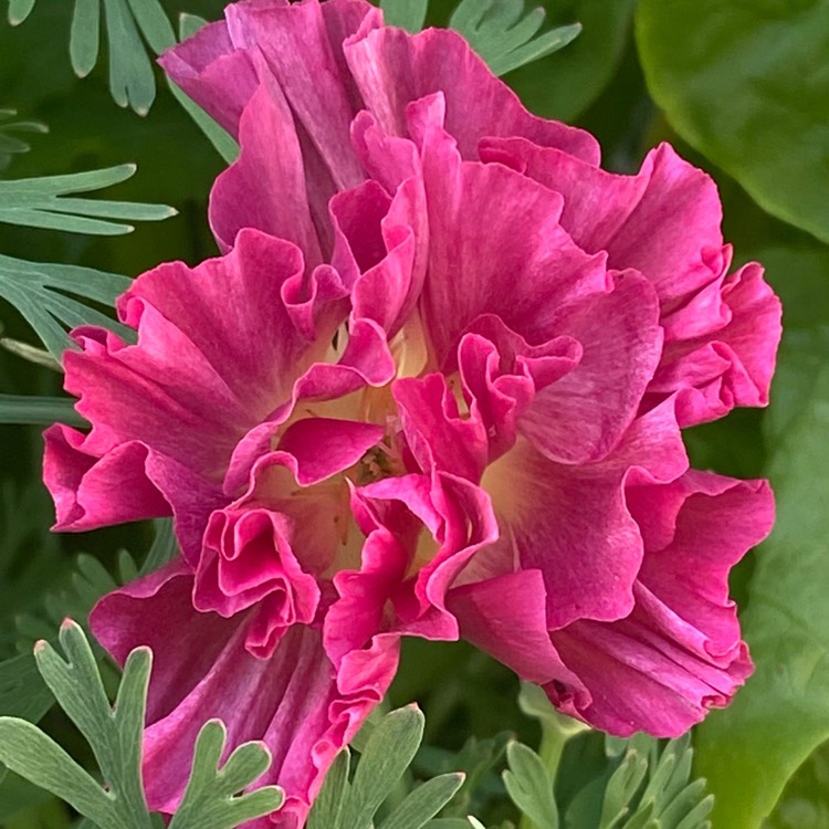 plant image 1669303 plant image 1669303