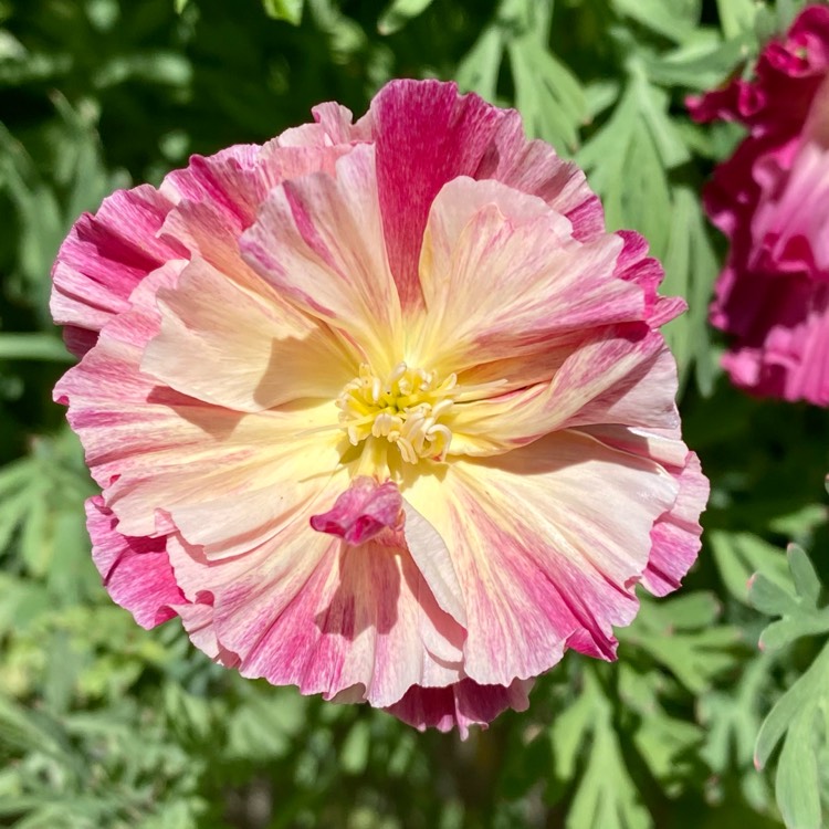 plant image 1669305 plant image 1669305