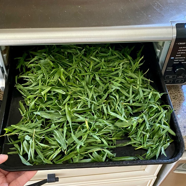 plant image 1669309