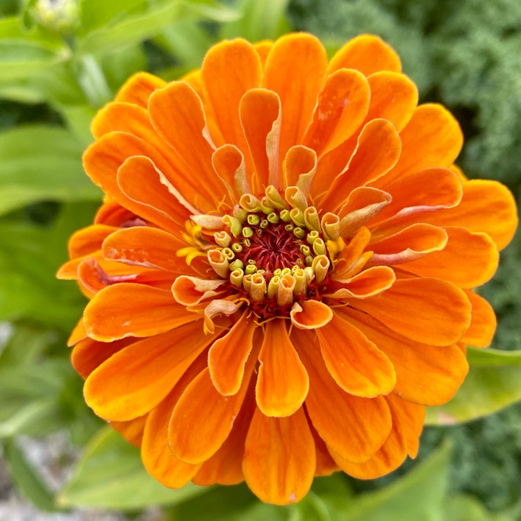 Plant image Zinnia elegans 'Orange King'