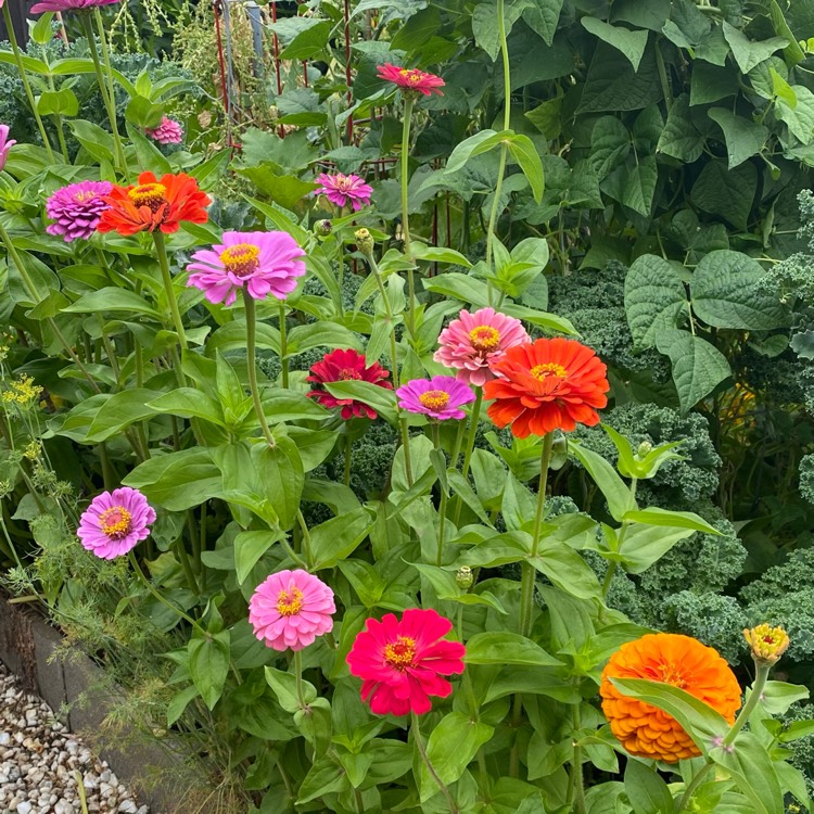 plant image 1677058 plant image 1677058
