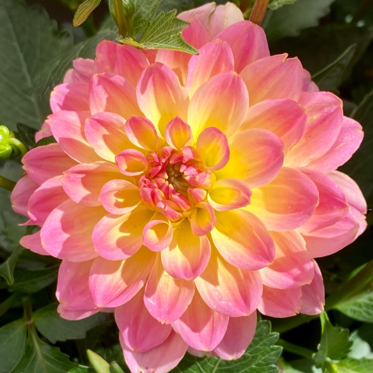 Plant image Dahlia 'Sunnyrose'