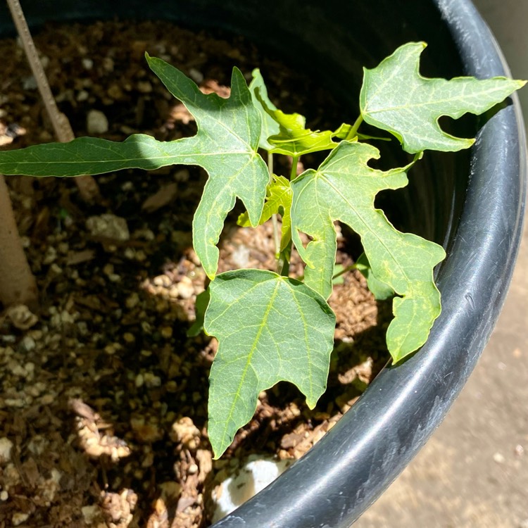 plant image 1678941 plant image 1678941