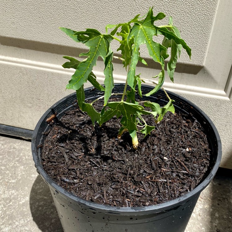 plant image 1680556 plant image 1680556