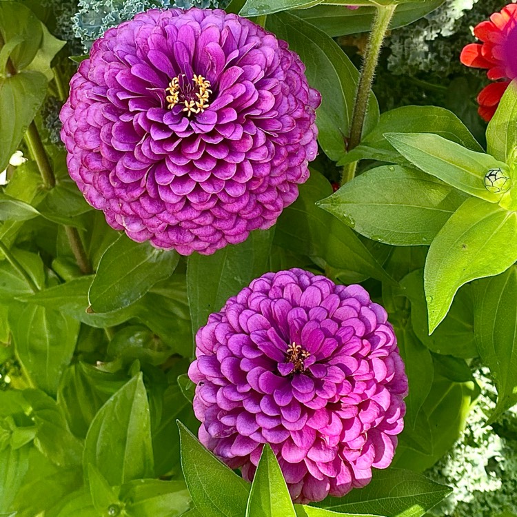 Plant image Zinnia elegans 'Purple Prince'