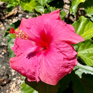 Hibiscus rosa-sinensis