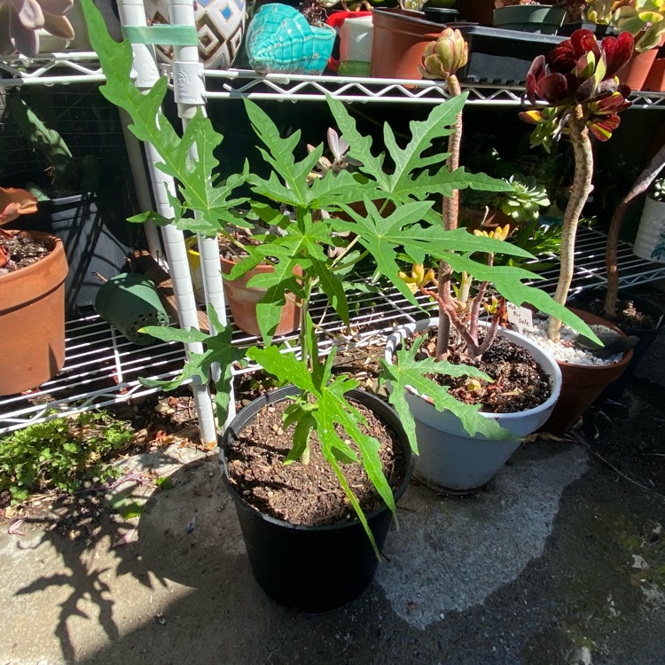 plant image 1687868 plant image 1687868