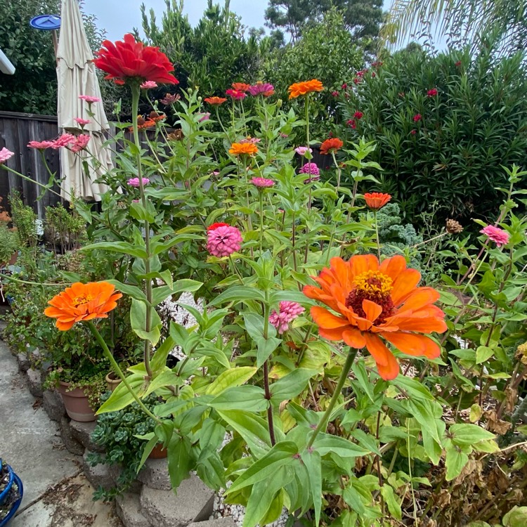 plant image 1689245 plant image 1689245