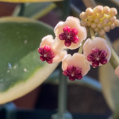 Hoya kerrii 'Albomarginata'