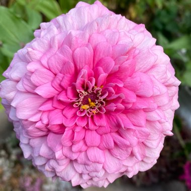 Zinnia