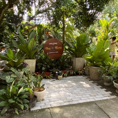 Cherry's garden