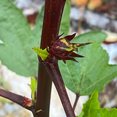 Hibiscus sabdariffa
