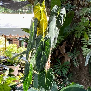 Philodendron melanochrysum