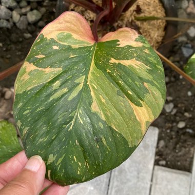 Homalomena Rubescens Variegated