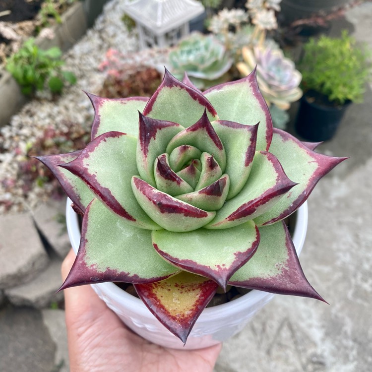 Plant image Echeveria Agavoides Ebony