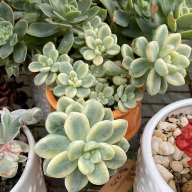 Sedum Clavatum Verigated 