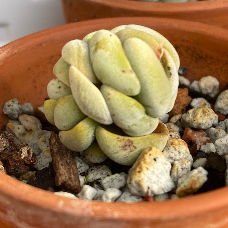 plant image 1693082 plant image 1693082
