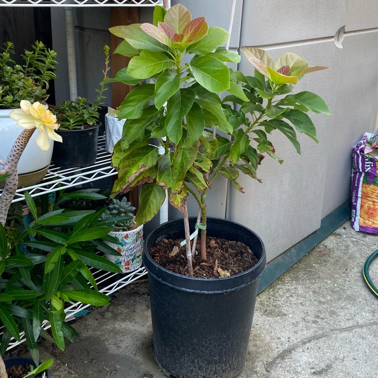 plant image 1694886 plant image 1694886