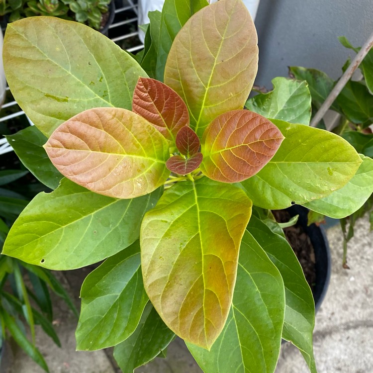 plant image 1694887 plant image 1694887
