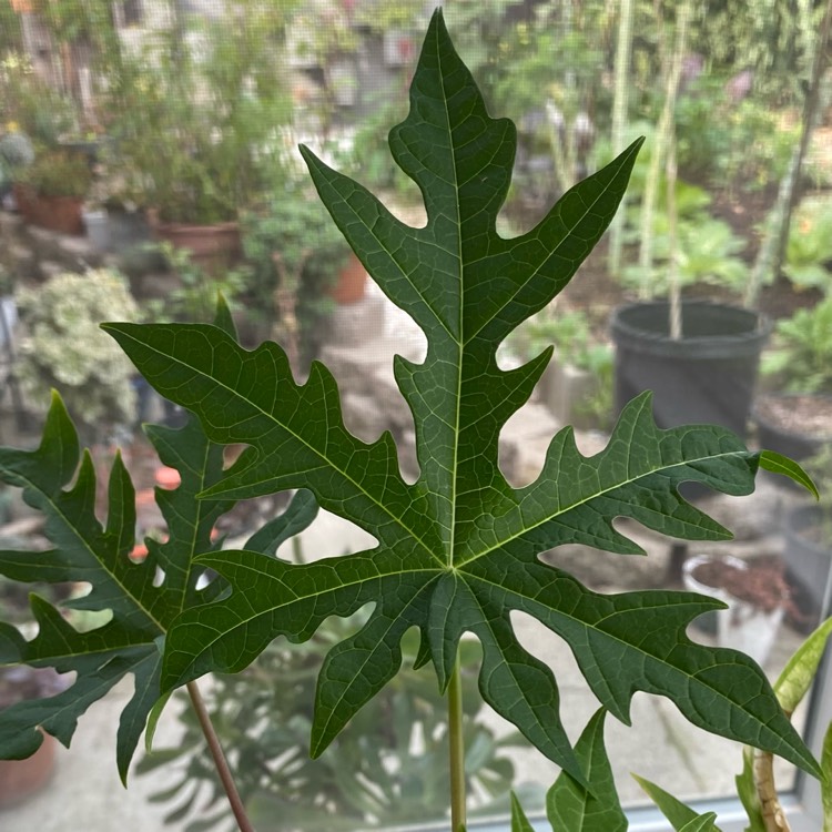 plant image 1694888 plant image 1694888