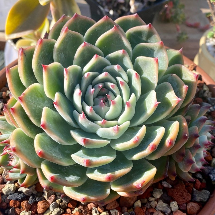 plant image 1695446