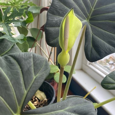 Alocasia Micholitziana 'Frydek'