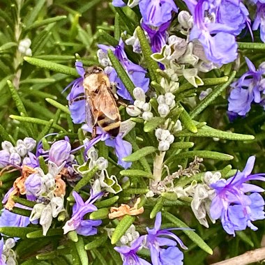 Salvia rosmarinus  syn. Rosmarinus officinalis