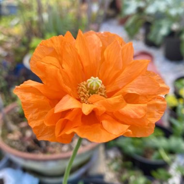 Papaver rupifragum 'Flore Pleno