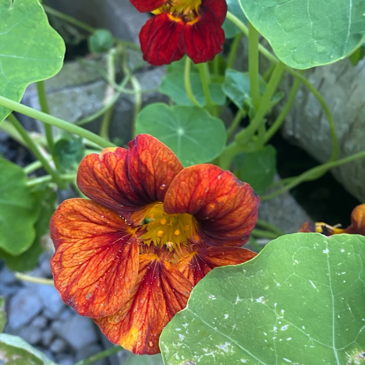 plant image 1706041 plant image 1706041