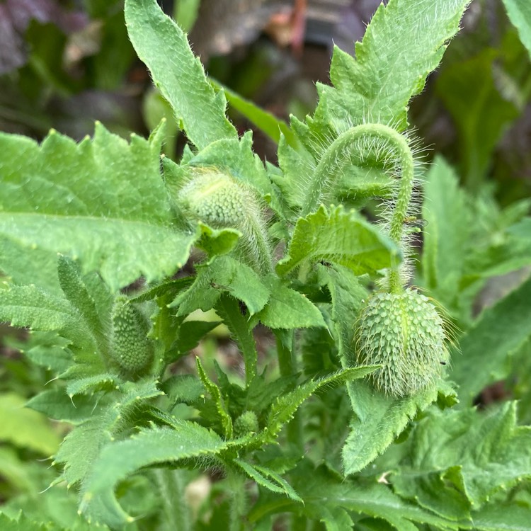 plant image 1706907 plant image 1706907