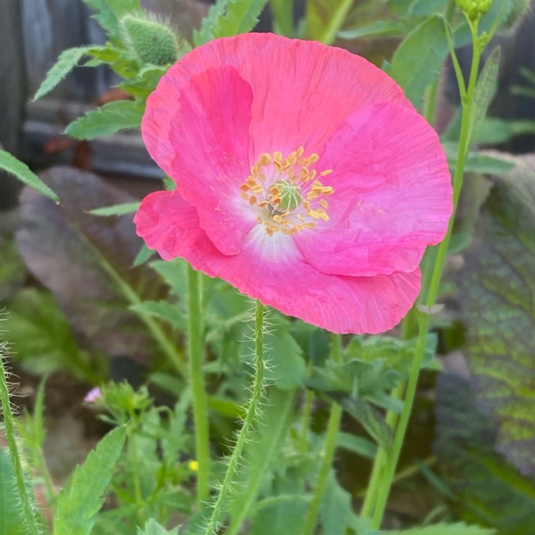 plant image 1707543 plant image 1707543