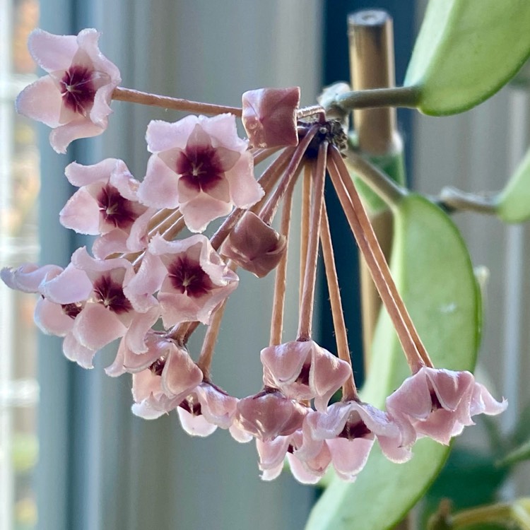 plant image 1707914 plant image 1707914
