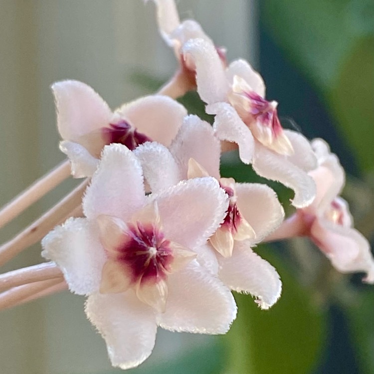 Plant image Hoya carnosa 'Krimson Princess' syn. Hoya carnosa 'Rubra'