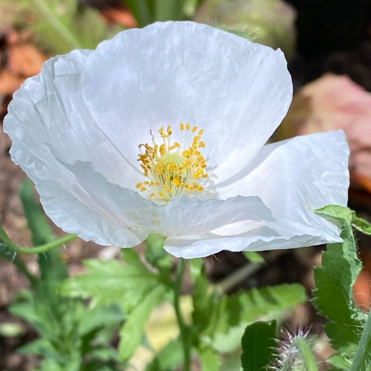 plant image 1708675 plant image 1708675