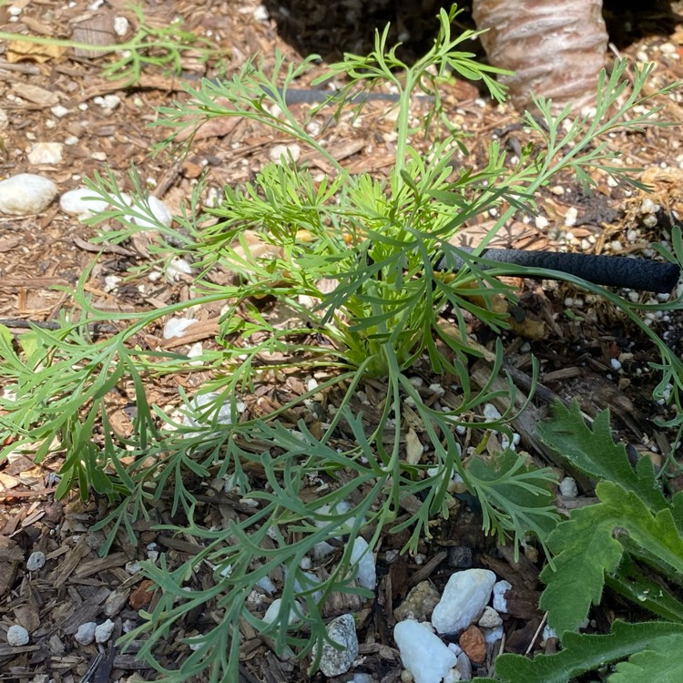 plant image 1709040 plant image 1709040