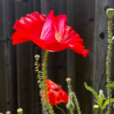 Papaver nudicaule 'Artist's Glory'