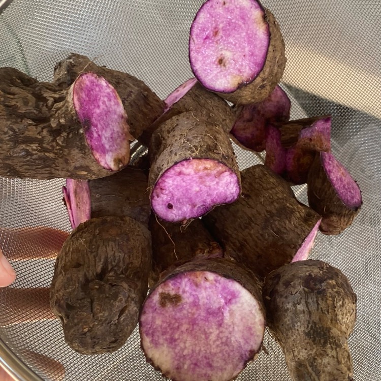 Plant image Dioscorea alata