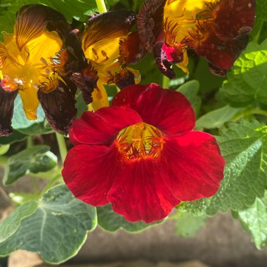 Tropaeolum majus 'Black Velvet'