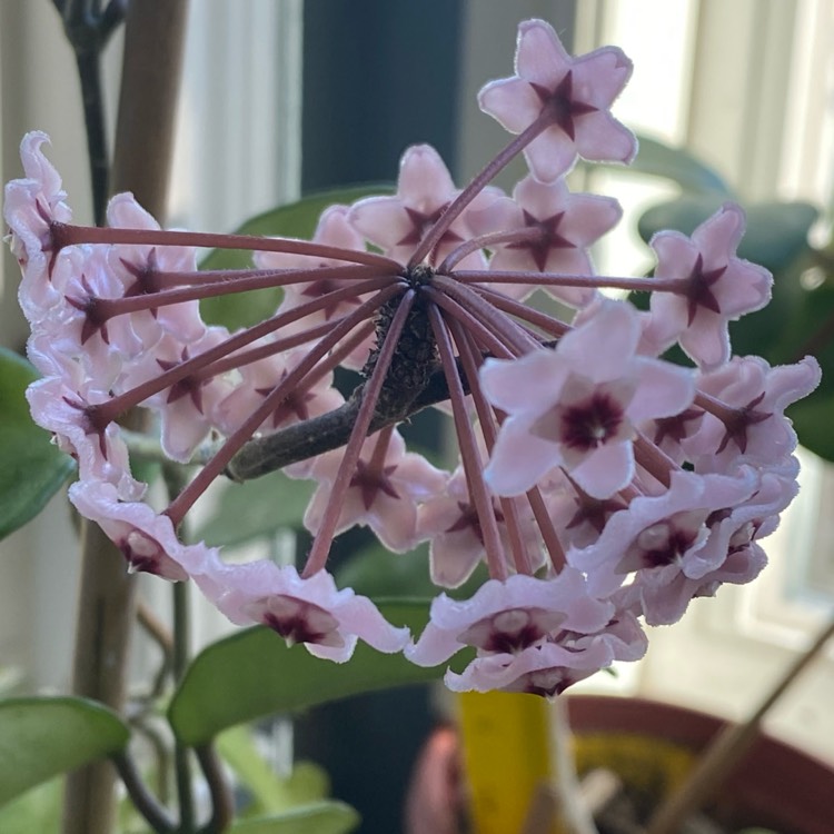 plant image 1722052 plant image 1722052