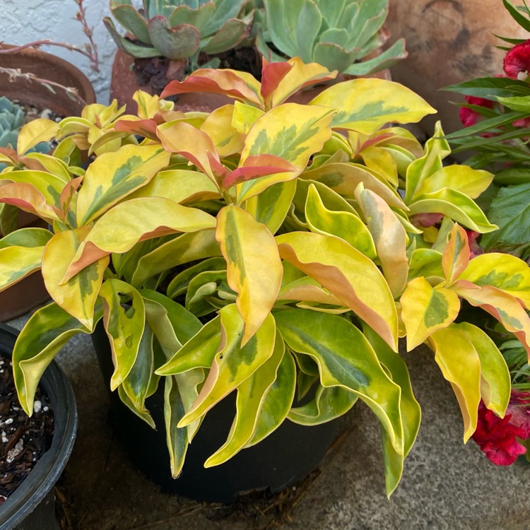 Plant image Pereskia aculeata variegated
