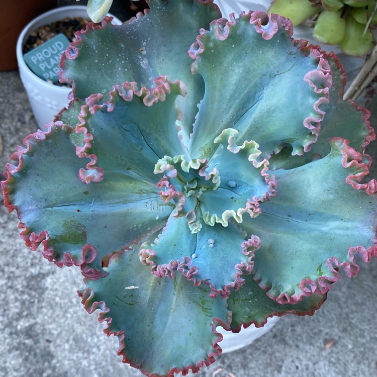 plant image 1724272
