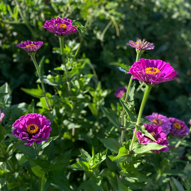 plant image 1724306 plant image 1724306