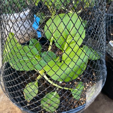 Brassica Rapa var Chinensis