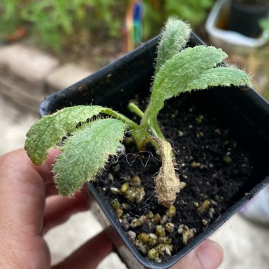 Papaver orientale 'Fruit Punch' (Mix)