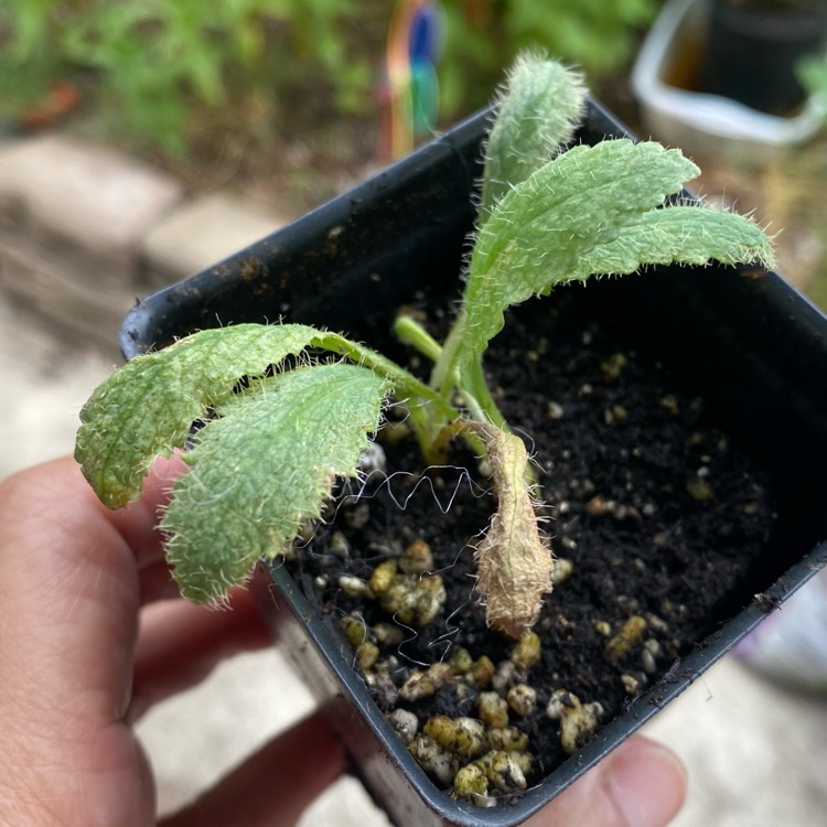 Plant image Papaver orientale 'Fruit Punch' (Mix)