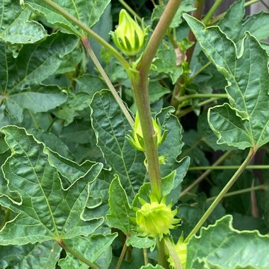Hibiscus sabdariffa